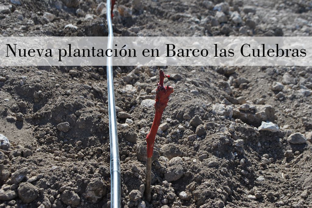 Nuevos inicios en Barco las Culebras: ¡plantando el nuevo viñedo!