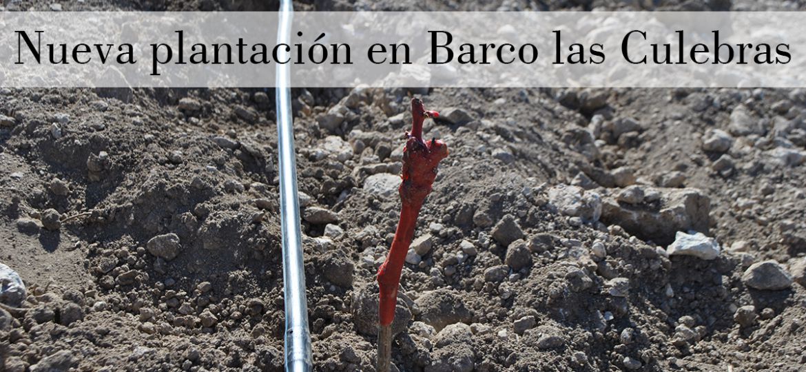 Nuevos inicios en Barco las Culebras: ¡plantando el nuevo viñedo!