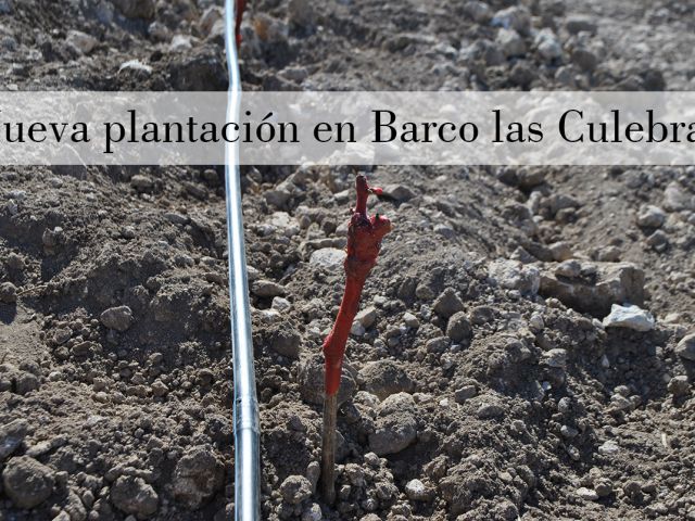 Nuevos inicios en Barco las Culebras: ¡plantando el nuevo viñedo!
