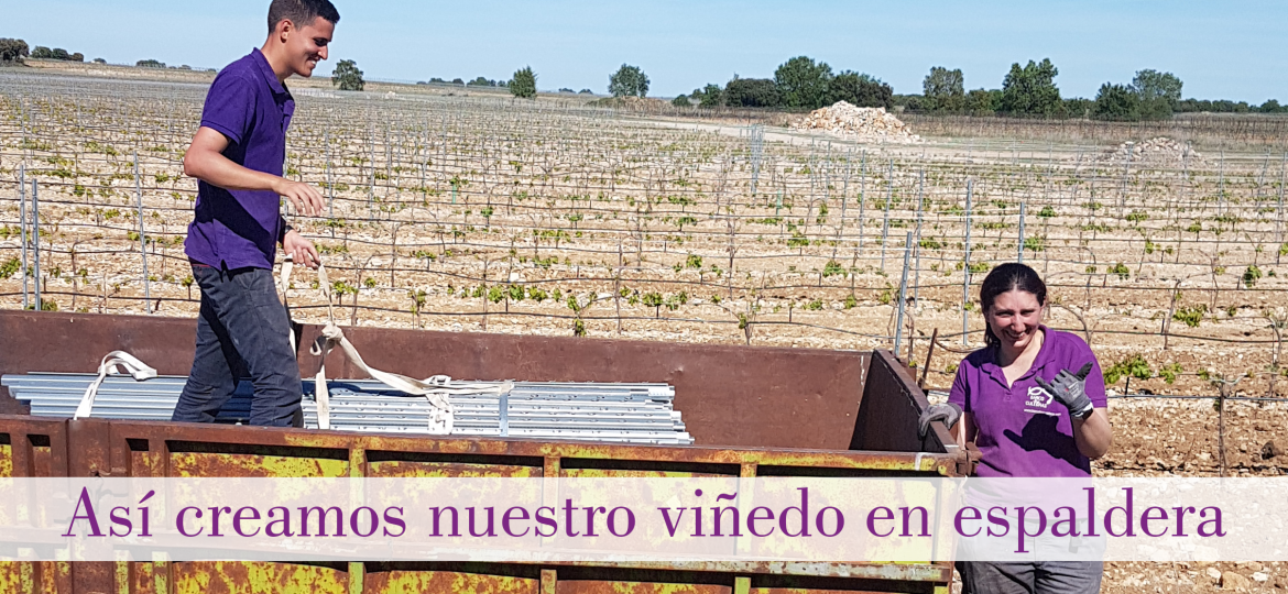 viñedo en espaldera