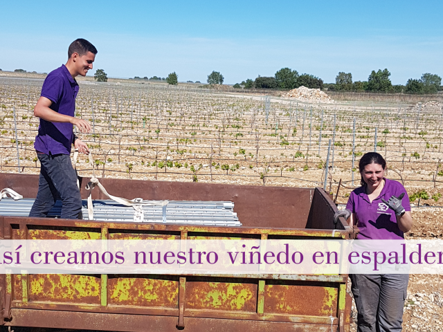 viñedo en espaldera