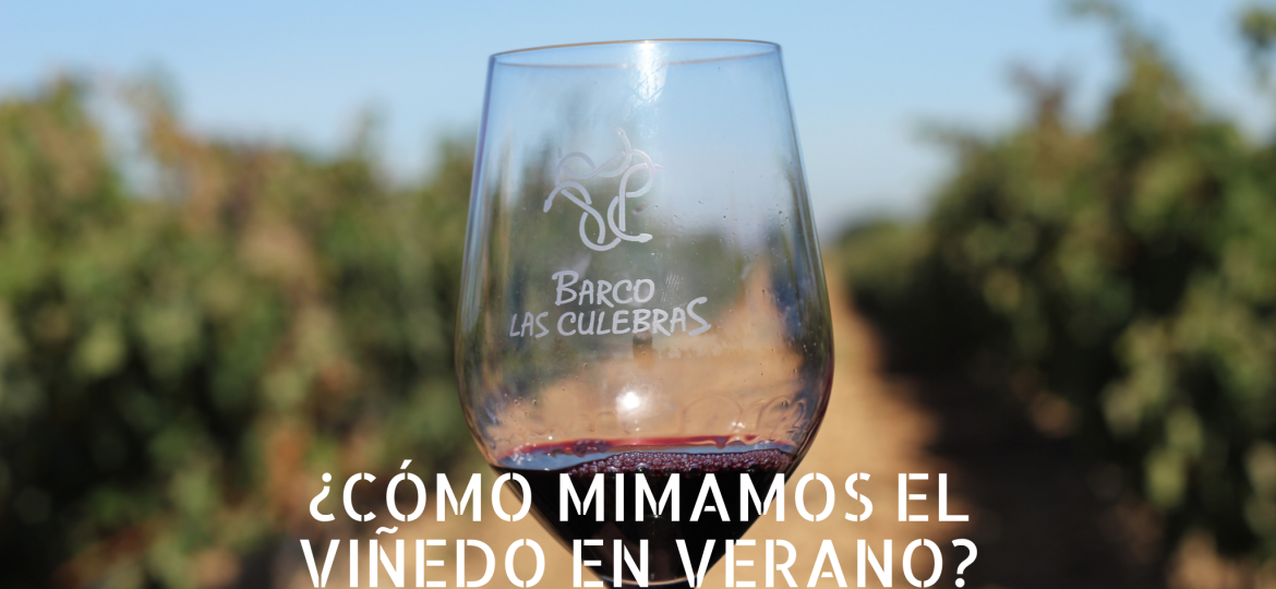 viñedo-en-verano-barco-las-culebras