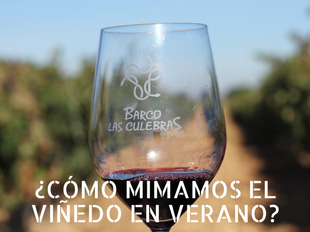 viñedo-en-verano-barco-las-culebras