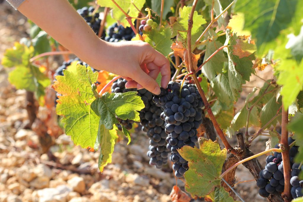 pesquera-de-duero