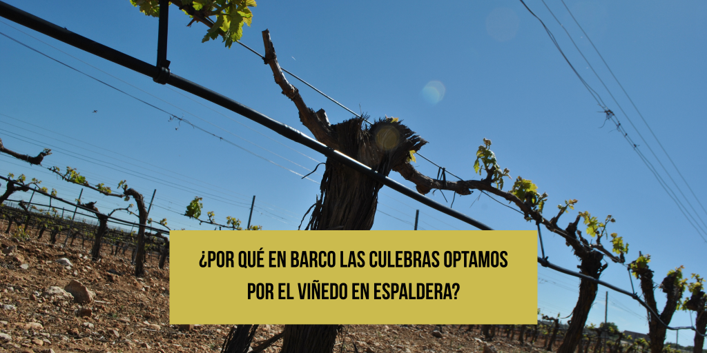 viñedo-en-espaldera-blog