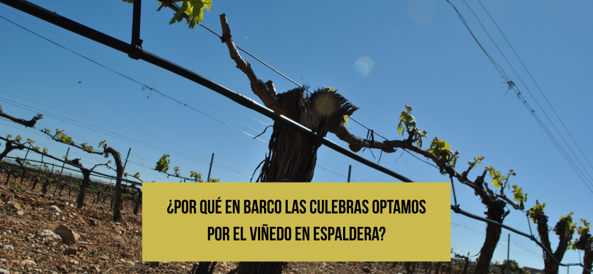 viñedo-en-espaldera-blog