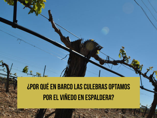 viñedo-en-espaldera-blog